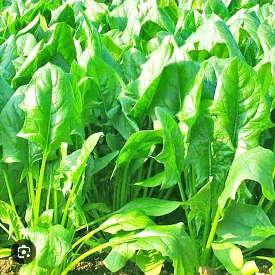Organic Palak
