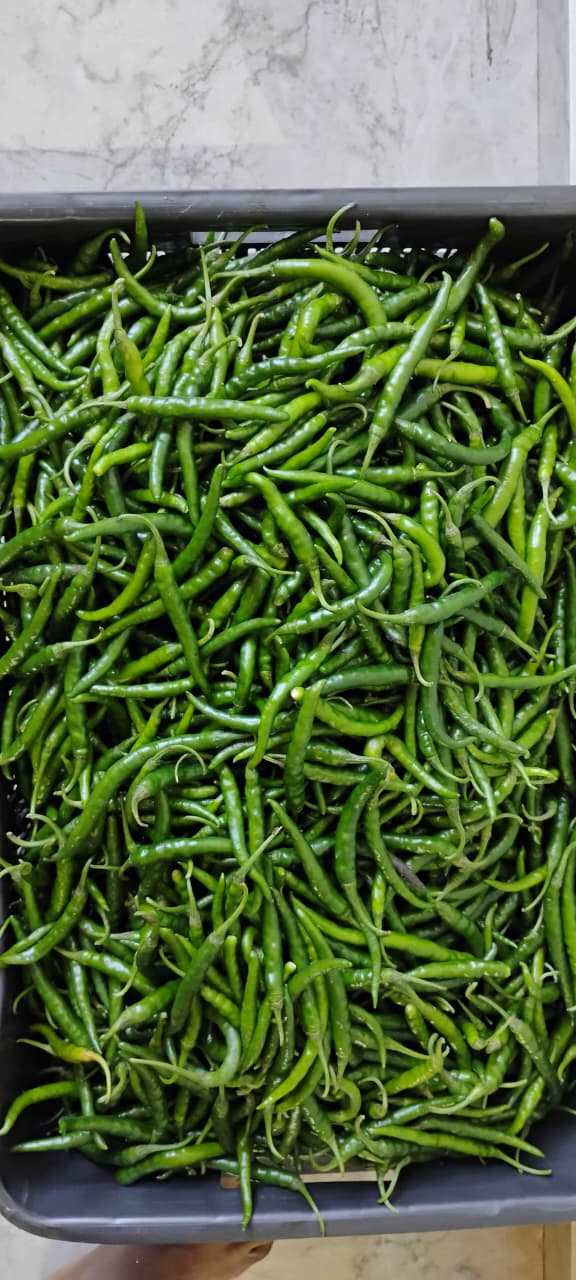 Organic green chilli 