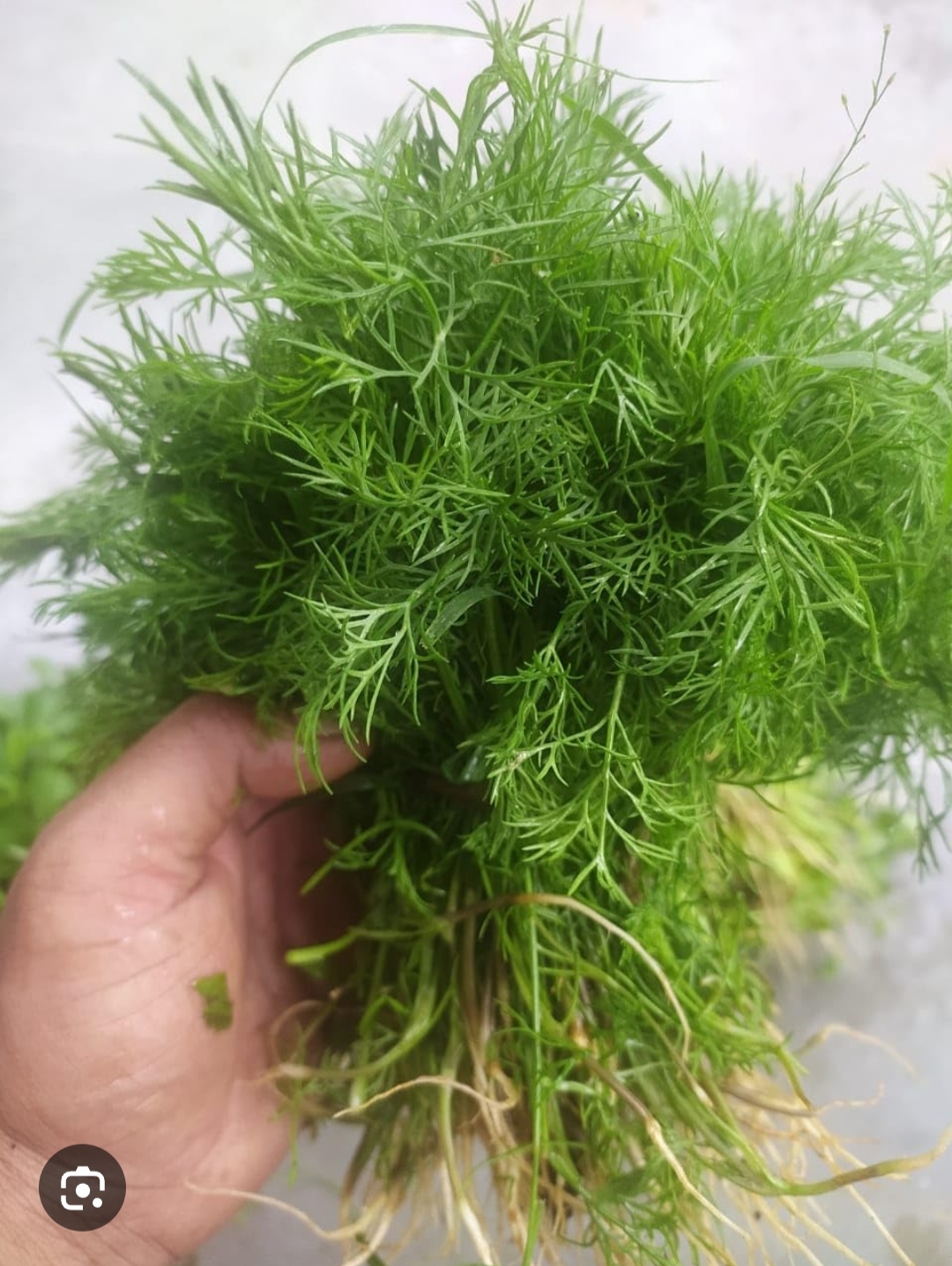 Organic Shepu