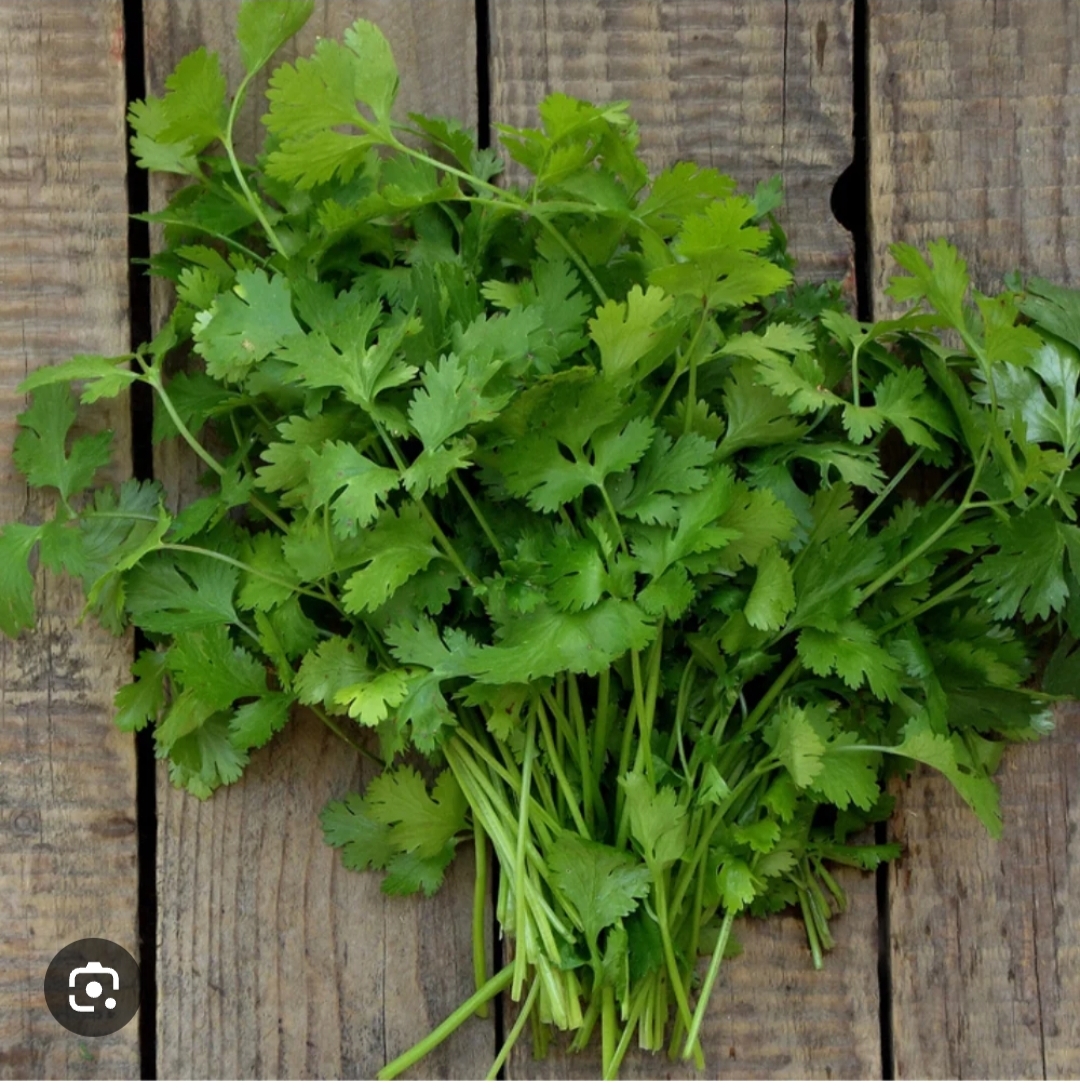 Organic Coriander 