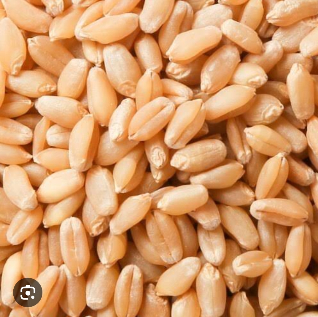 Wheat